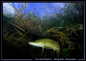 Pike fish in the reeds... ;O)... by Michel Lonfat 